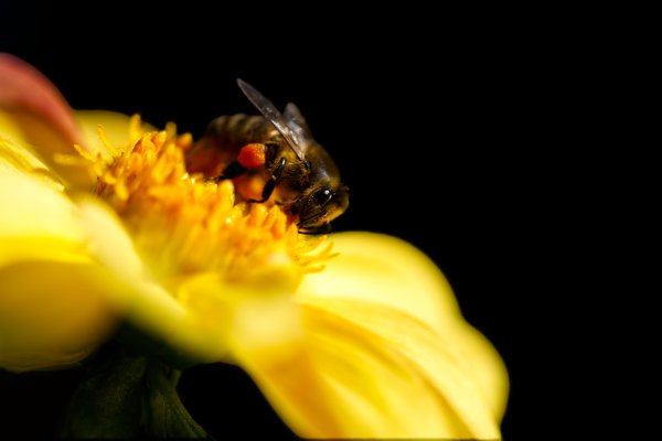 Bee
