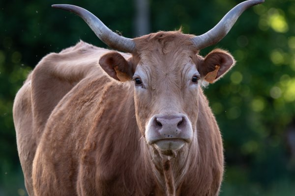Cow