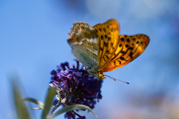 Photo 006